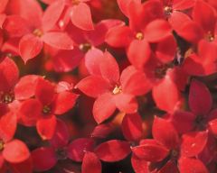 Tapeta Nature Flowers 611.jpg